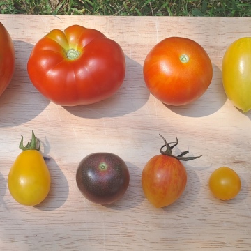 Heirloom Tomato Pack